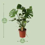 Load image into Gallery viewer, Monstera Deliciosa P21 - Ø21cm - ↕60cm