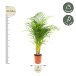 Load image into Gallery viewer, Areca palm - Ø21cm - ↕130cm