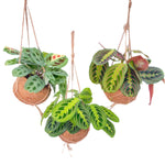 Load image into Gallery viewer, Kokodama Maranta Mix - 3 stuks - Ø15cm - ↕20cm