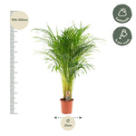 Load image into Gallery viewer, Areca palm - Ø21cm - ↕110cm