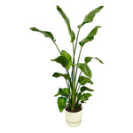 Load image into Gallery viewer, Strelitzia Nicolai inclusief elho Greenville Round wit - 180 cm - Ø30