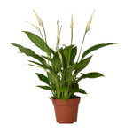 Load image into Gallery viewer, Spathiphyllum Bingo Cupido - Ø12cm - ↕45cm