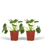 Load image into Gallery viewer, 2x Pilea Peperomiodes - Pannekoekenplant - 20cm - ø12