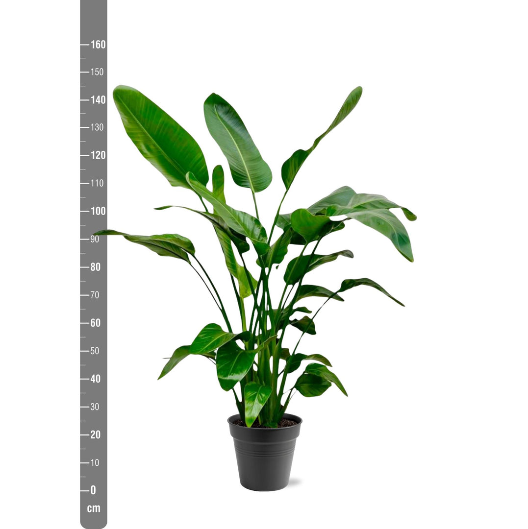 Strelitzia Nicolai - Ø24cm - ↕140-150cm