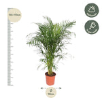 Load image into Gallery viewer, Areca Palm - Ø30cm - ↕150cm
