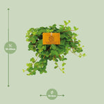 Load image into Gallery viewer, Peperomia Rotundifolia - Ø11cm - ↕15cm