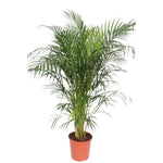 Load image into Gallery viewer, Areca Palm - Ø30cm - ↕150cm