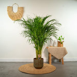 Load image into Gallery viewer, Areca palm - Ø21cm - ↕110cm