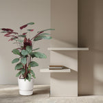 Load image into Gallery viewer, Calathea Oppenheimiana - 130 cm - ø27