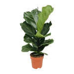 Load image into Gallery viewer, Ficus Lyrata - Ø17cm - ↕75cm