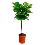 Load image into Gallery viewer, Ficus Lyrata stam - Ø24cm - ↕130cm
