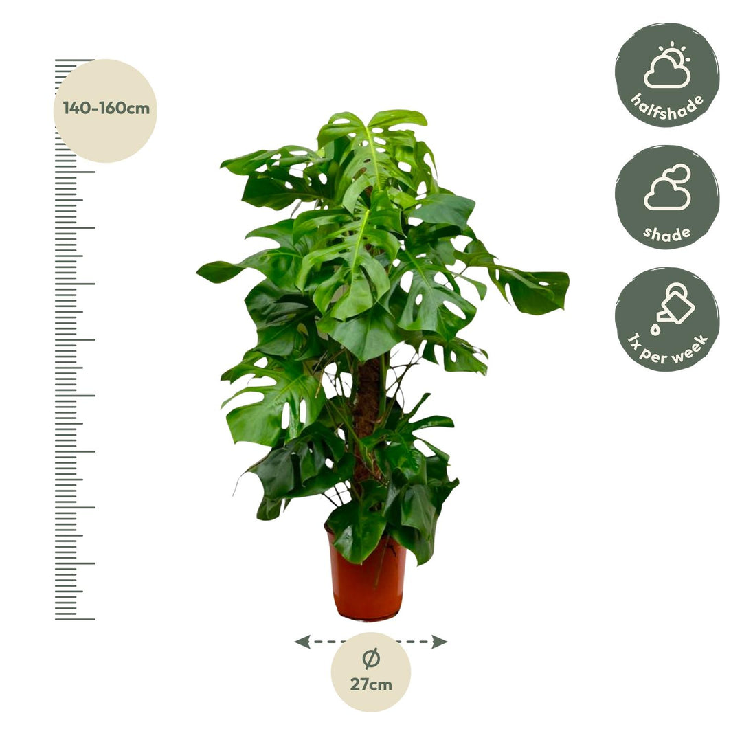 Monstera Deliciosa XXL - Ø27cm - ↕150cm