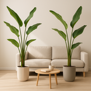 2x Strelitzia Nicolai - 100 cm - Ø17