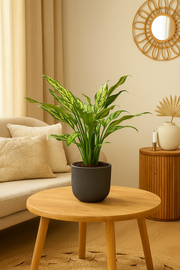 Aglaonema Juliette - 40 cm - ø12