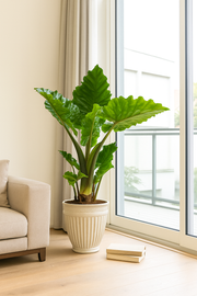 Alocasia Low Raider - 75 cm - Ø26cm