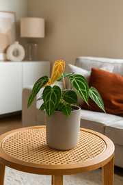 Anthurium Chrystallium - 35 cm - ø12