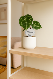 Anthurium Crystallinum - Ø12cm - ↕20cm