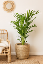 Load image into Gallery viewer, Areca Palm - Ø17cm - ↕60cm
