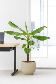 Bananenplant (Musa) - 170cm - Ø30