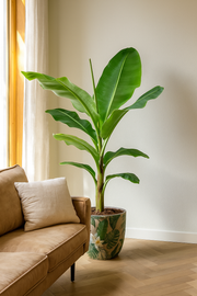Bananenplant (Musa) - 140 cm - Ø27cm
