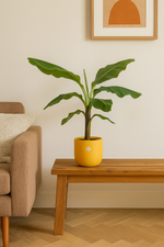 Load image into Gallery viewer, Bananenplant (Musa) inclusief elho Jazz Round geel Ø23 - 100 cm
