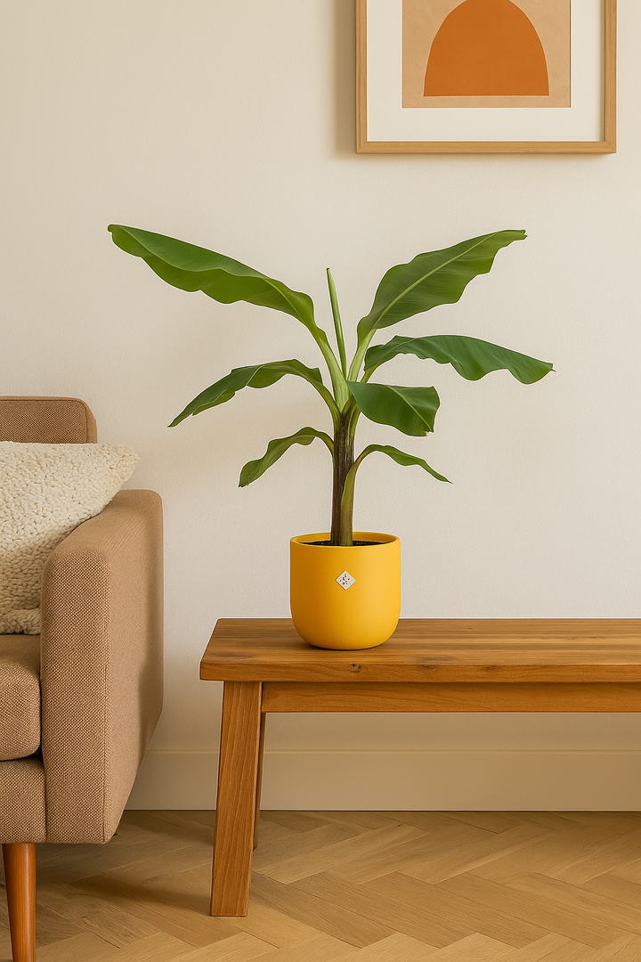 Bananenplant (Musa) inclusief elho Jazz Round geel Ø23 - 100 cm