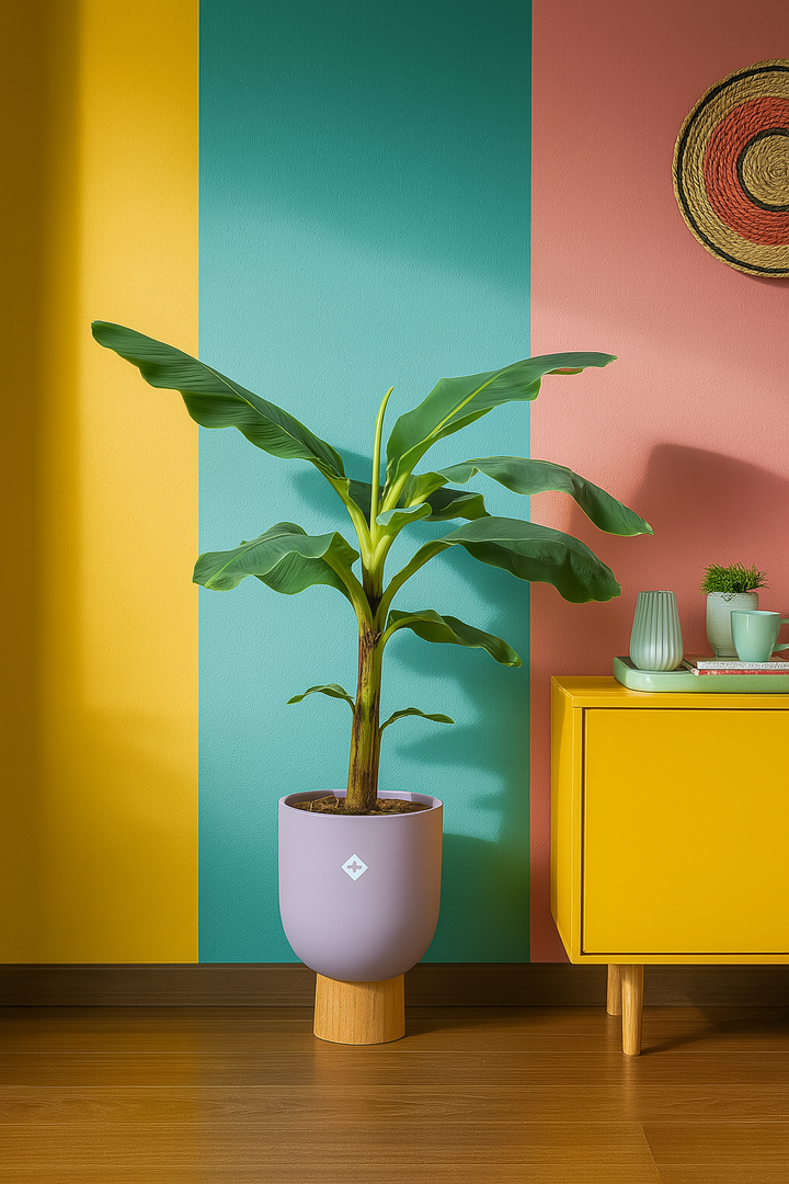 Bananenplant (Musa) inclusief elho Jazz Round lila Ø23 - 100 cm