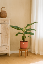 Load image into Gallery viewer, Bananenplant (Musa) inclusief elho Jazz Round rood Ø23 - 100 cm
