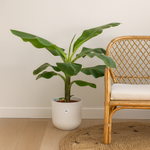 Load image into Gallery viewer, Bananenplant (Musa) inclusief elho Jazz Round wit Ø23 - 100 cm
