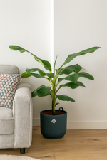 Load image into Gallery viewer, Bananenplant (Musa) inclusief elho Vibes Fold Round blauw Ø22 - 100 cm
