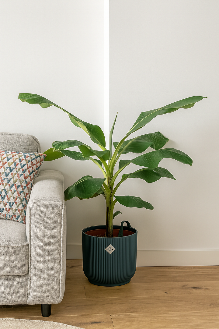 Bananenplant (Musa) inclusief elho Vibes Fold Round blauw Ø22 - 100 cm