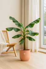 Load image into Gallery viewer, Bananenplant (Musa) inclusief elho Vibes Fold Round roze Ø22 - 100 cm

