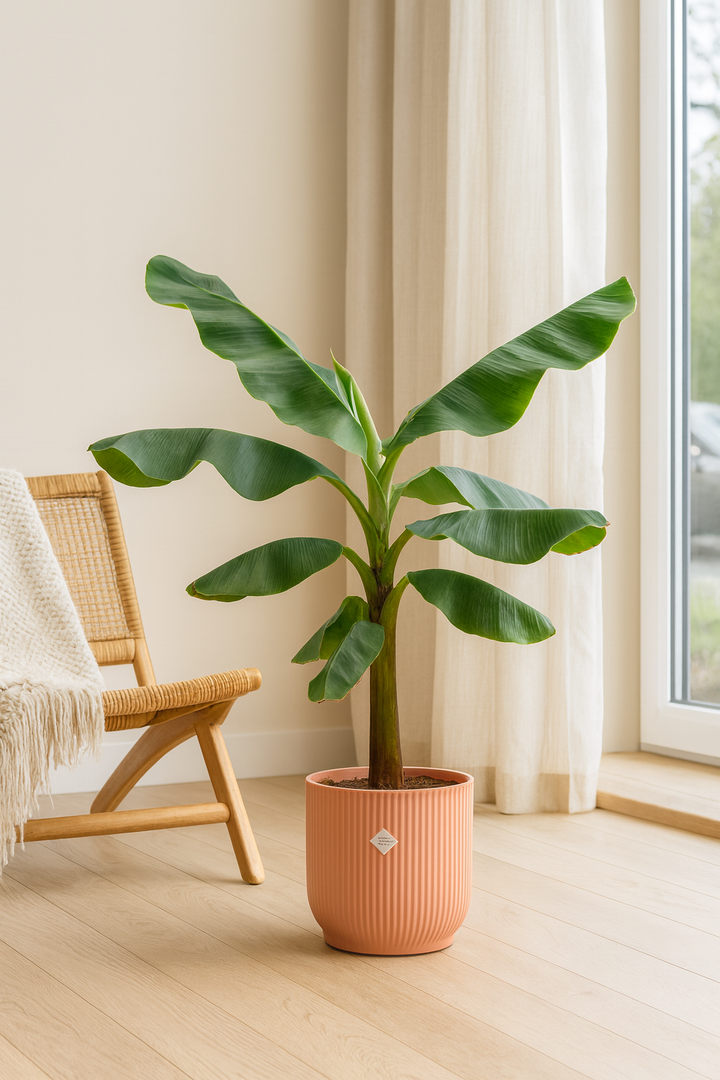 Bananenplant (Musa) inclusief elho Vibes Fold Round roze Ø22 - 100 cm