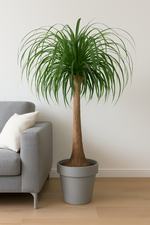 Load image into Gallery viewer, Beaucarnea stam - 120 cm - ø32
