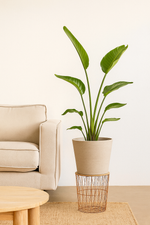 Load image into Gallery viewer, Bucket Beige Washed - L - 58x50
