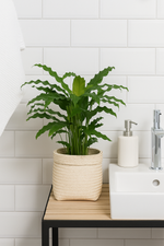 Load image into Gallery viewer, Calathea Bluegrass - 35 cm - Ø12cm
