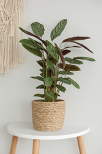 Load image into Gallery viewer, Calathea Compactstar - 90 cm - Ø21cm
