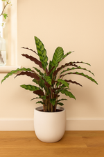 Load image into Gallery viewer, Calathea Elgergrass - 35 cm - Ø12cm
