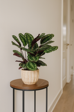 Load image into Gallery viewer, Calathea Medallion - 80 cm - Ø24cm
