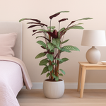 Load image into Gallery viewer, Calathea Oppenheimiana - 130 cm - ø27
