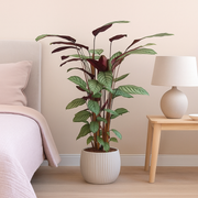 Calathea Oppenheimiana - 130 cm - ø27