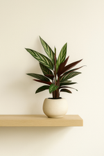 Load image into Gallery viewer, Calathea Stripestar - 40 cm - Ø12cm
