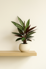 Calathea Stripestar - 40 cm - Ø12cm