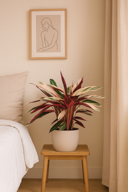 Calathea Triostar (Stromanthe) - 70 cm - Ø19cm