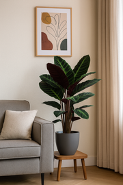Calathea Warscewiczii - 100 cm - Ø21cm