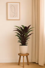 Load image into Gallery viewer, Calathea Wavestar - 80 cm - Ø19cm

