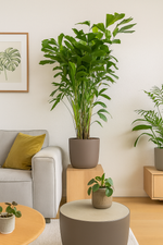 Load image into Gallery viewer, Caryota Mitis - 140 cm - ø24
