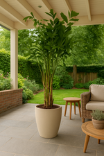 Load image into Gallery viewer, Caryota Mitis - 250 cm - Ø32cm
