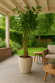 Caryota Mitis - 250 cm - Ø32cm