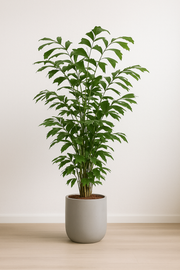 Caryota Mitis - 140 cm - ø27